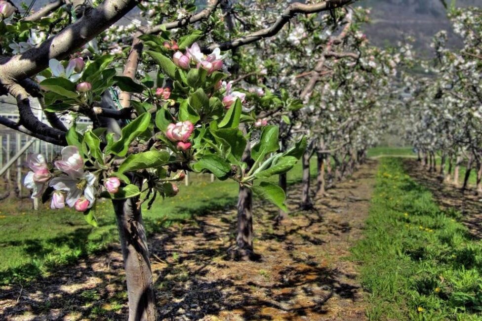 Opaski lepowe na drzewa owocowe wiosną
