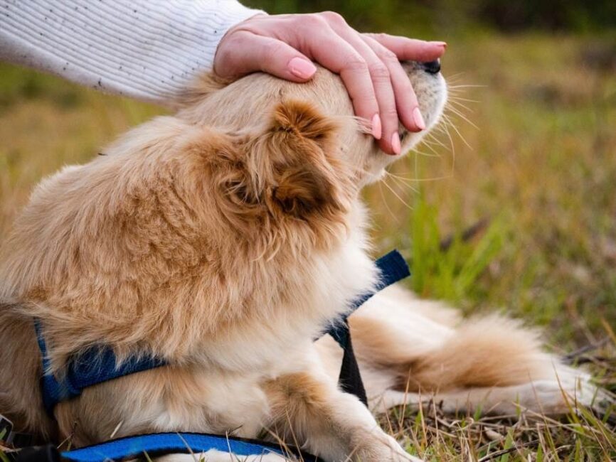 Zaburzenia neurologiczne a trudności psa w wstawaniu